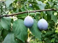 Två lila plommon hänger på en gren. Det är dags att beskära plommonträd för att ge plats åt nya frukter.