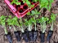 Små plantor med persilja redo att planteras. En rosa plastbricka med tomma celler syns i bakgrunden.
