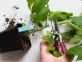 En hand beskär en liten tomatplanta med sekatör. Jord ligger utspridd runt krukan.
