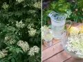 Fläderblommor redo att plockas för att beskära fläder och göra saft. En karaff med dryck och citroner står redo.