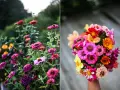 En bukett med färgglada zinnia i kruka, med blommor i rosa, orange, gult och rött.