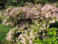 En frodig paradisbuske med rosa blommor, som visar hur snabbt växer paradisbuske. Grönskande bladverk och solljus.