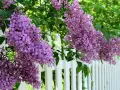 Lila syrenblommor hänger över ett vitt staket. Det är dags att beskära syrenen för att ge plats åt nya blommor.
