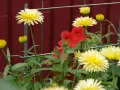 Gula blommor av krasse i kruka, med röda blommor i bakgrunden.