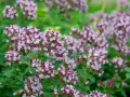 En tät matta av oregano blomma i lila och vita nyanser, med gröna blad som bakgrund.