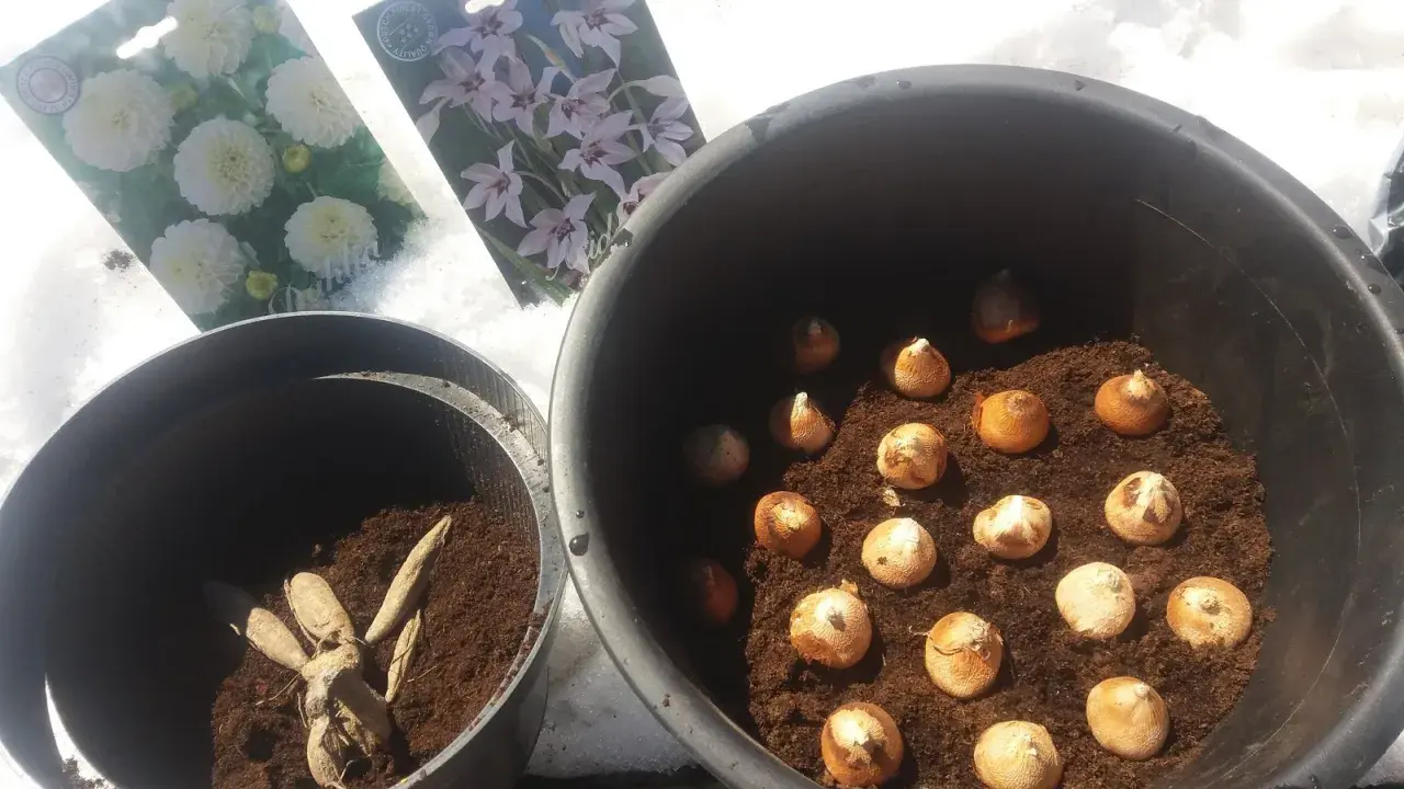 Dahlior och gladioluslökar redo för plantering. Snön ligger kvar, men våren är på väg och snart blir det doftlilja plantera.