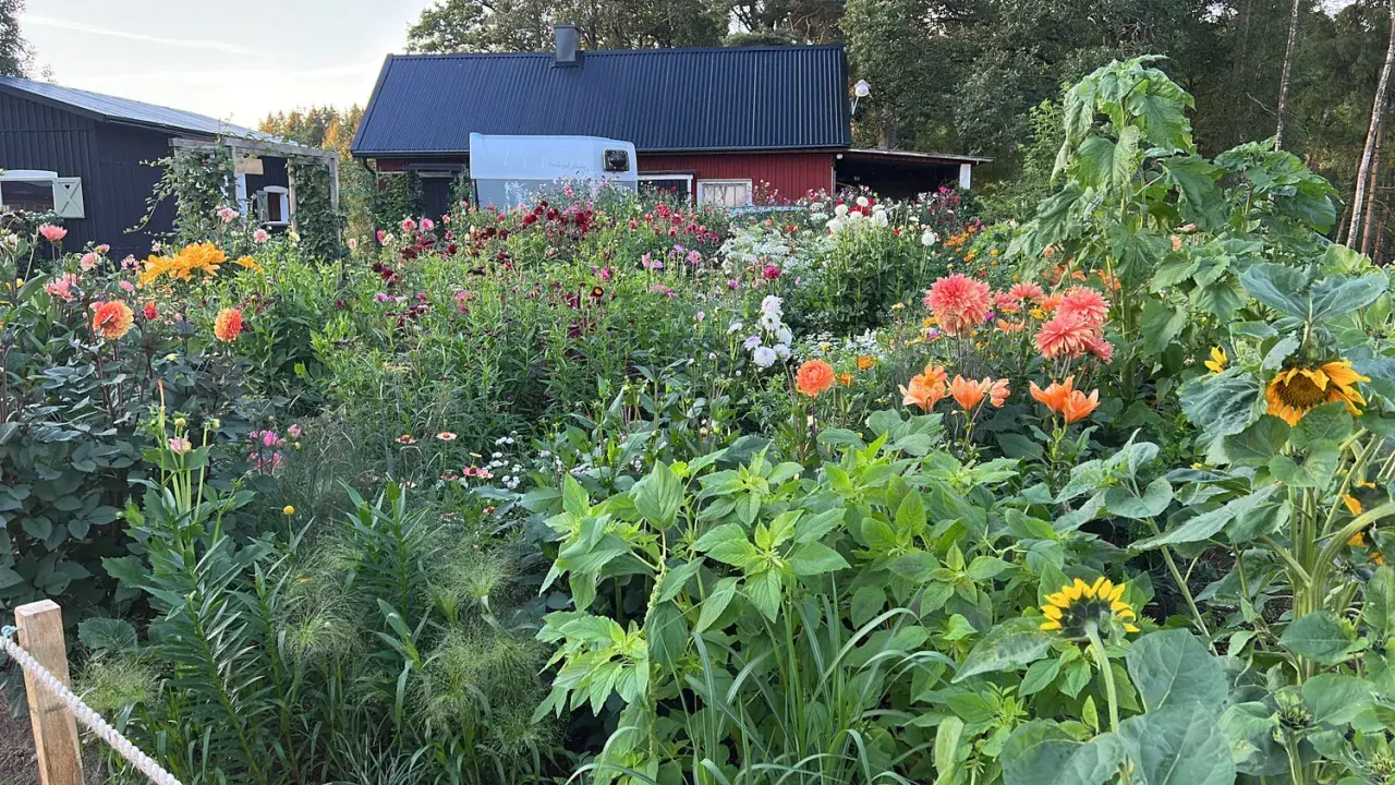 En lummig trädgård med en mängd blommor, inklusive dahlia hybrid i olika färger, solrosor och liljor. Bakom syns röda och svarta hus.