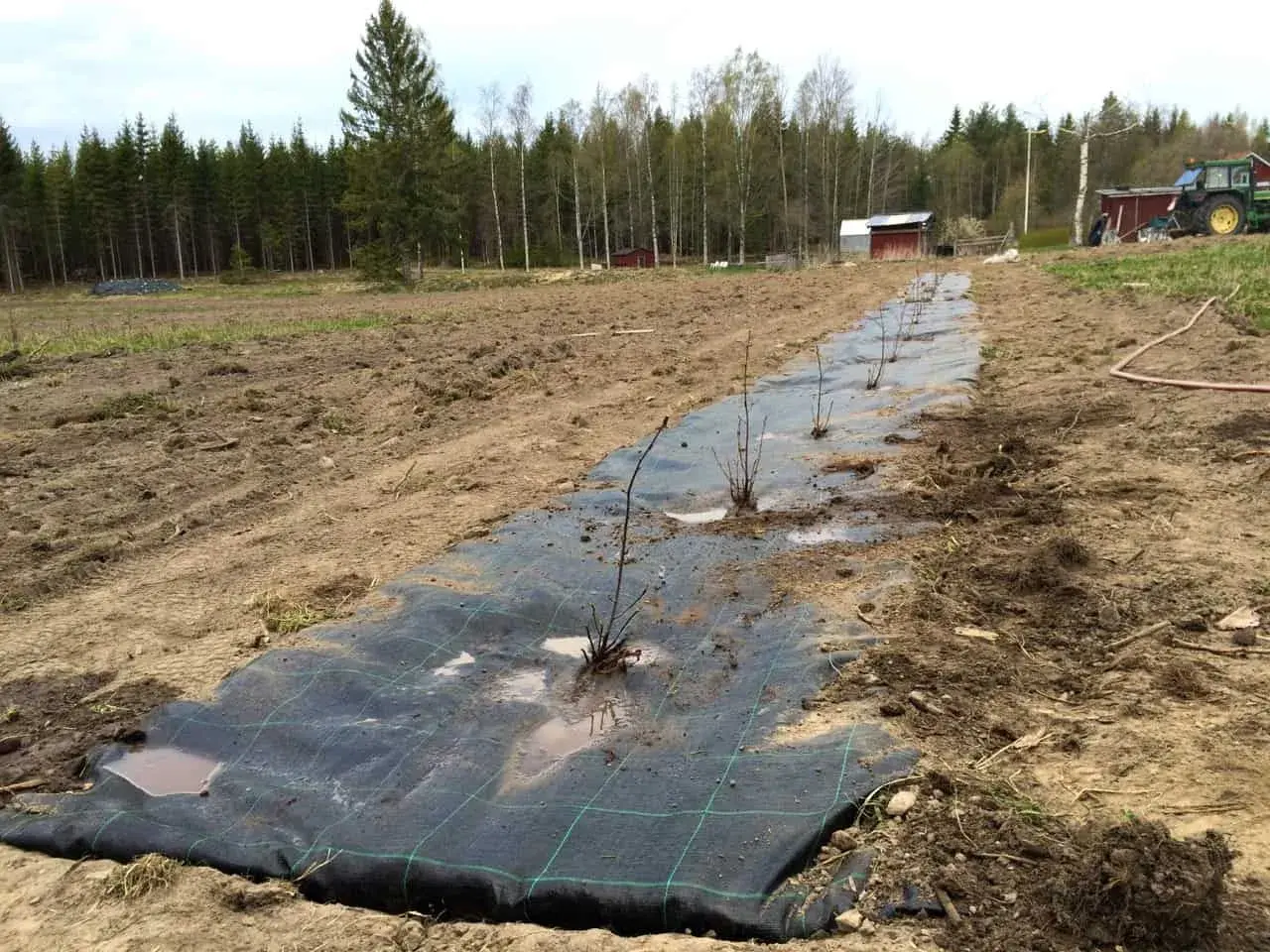 Nyplanterad aronia buske rad på markduk i ett fält. Traktor och byggnader syns i bakgrunden.