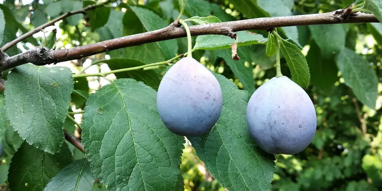 Två lila plommon hänger på en gren. Det är dags att beskära plommonträd för att ge plats åt nya frukter.