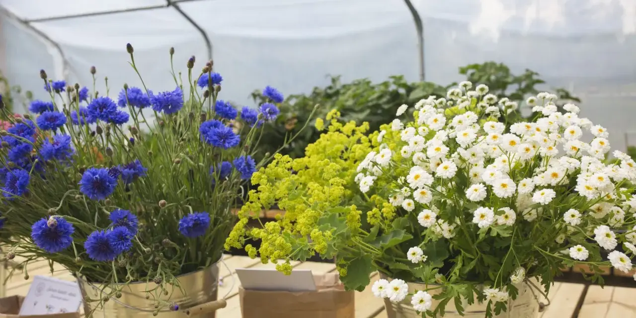 Blåklint, gul alchemilla och vita prästkragar i hinkar, redo att bli direktså sommarblommor.