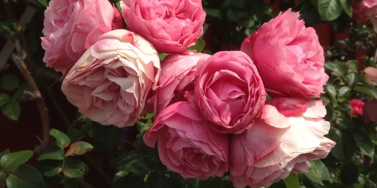 En bukett av rosa rosor, som Constance Spry, blommar i solljus.
