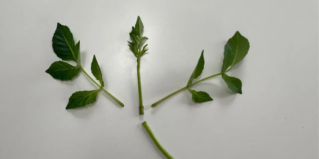 Gröna dahlia sticklingar redo att toppas för att främja buskigare tillväxt.