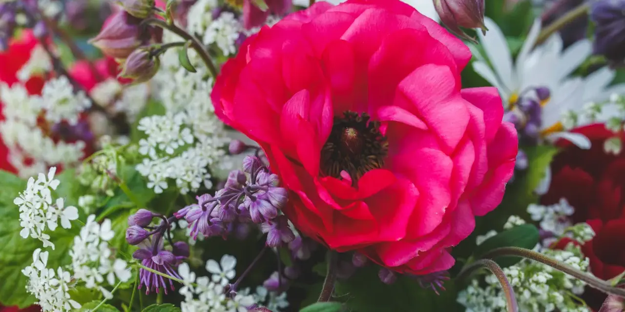 En stor, ceriserosa ranunkel i kruka omgiven av små vita blommor och lila blomknoppar.