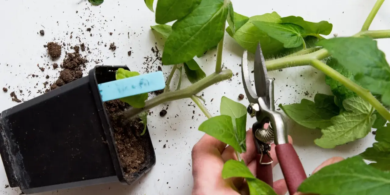 En hand med sekatör förbereder sig för att toppa tomater. En planta i kruka med jord och en blå etikett syns bredvid.