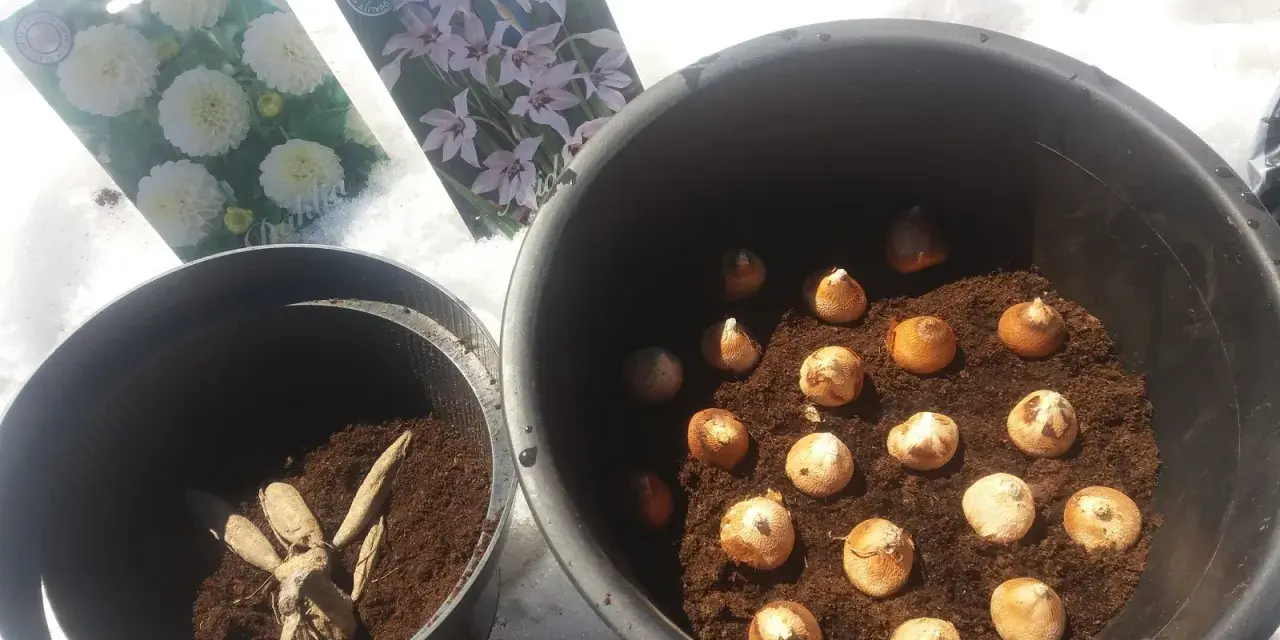 Dahlior och gladioluslökar redo för plantering. Snön ligger kvar, men våren är på väg och snart blir det doftlilja plantera.