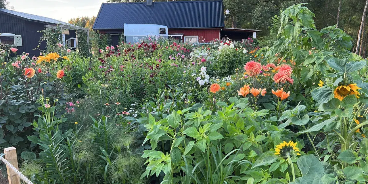 En lummig trädgård med en mängd blommor, inklusive dahlia hybrid i olika färger, solrosor och liljor. Bakom syns röda och svarta hus.