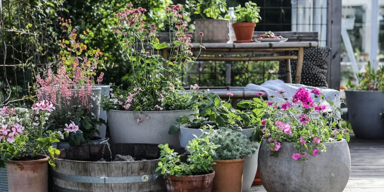 En härlig samling sommarblommor i kruka, med rosa och lila blommor som lyser upp uteplatsen.