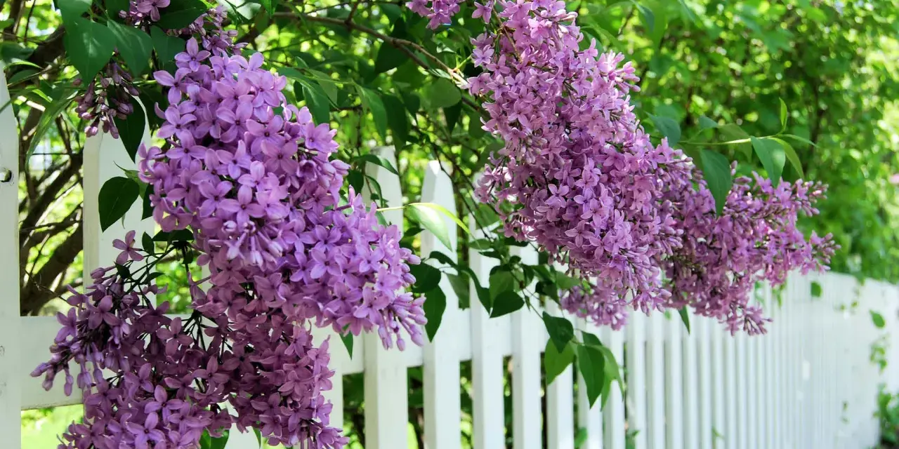 Vackra syrener blommar i lila klasar längs en vit staket.
