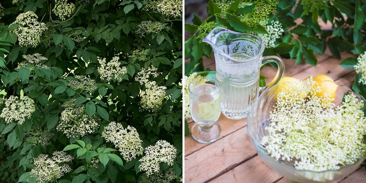Fläderblommor redo att plockas för att beskära fläder och göra saft. En karaff med dryck och citroner står redo.