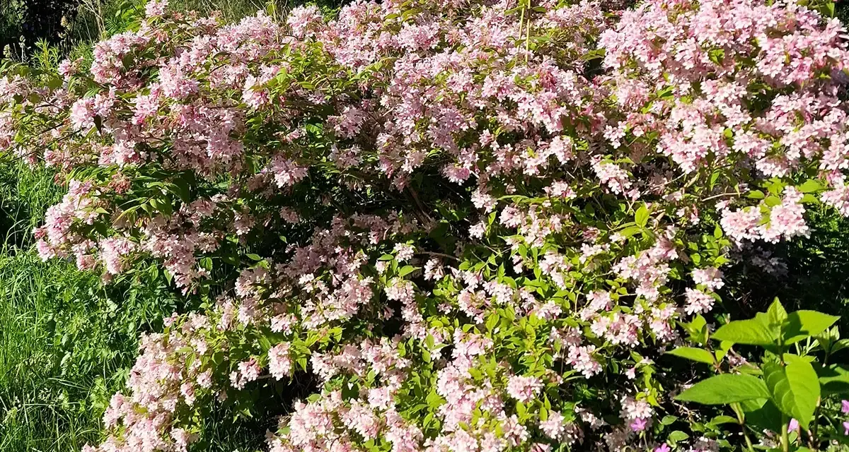 En frodig paradisbuske med rosa blommor, som visar hur snabbt växer paradisbuske. Grönskande bladverk och solljus.