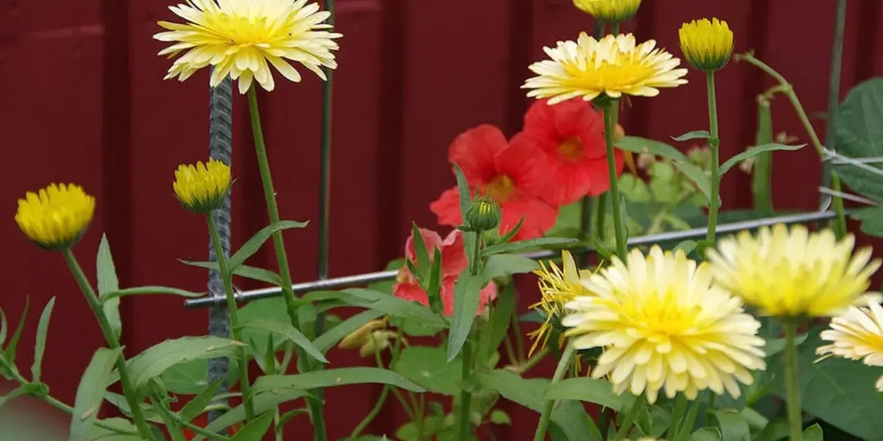 Gula blommor av krasse i kruka, med röda blommor i bakgrunden.