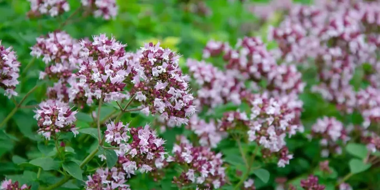 En tät matta av oregano blomma i lila och vita nyanser, med gröna blad som bakgrund.