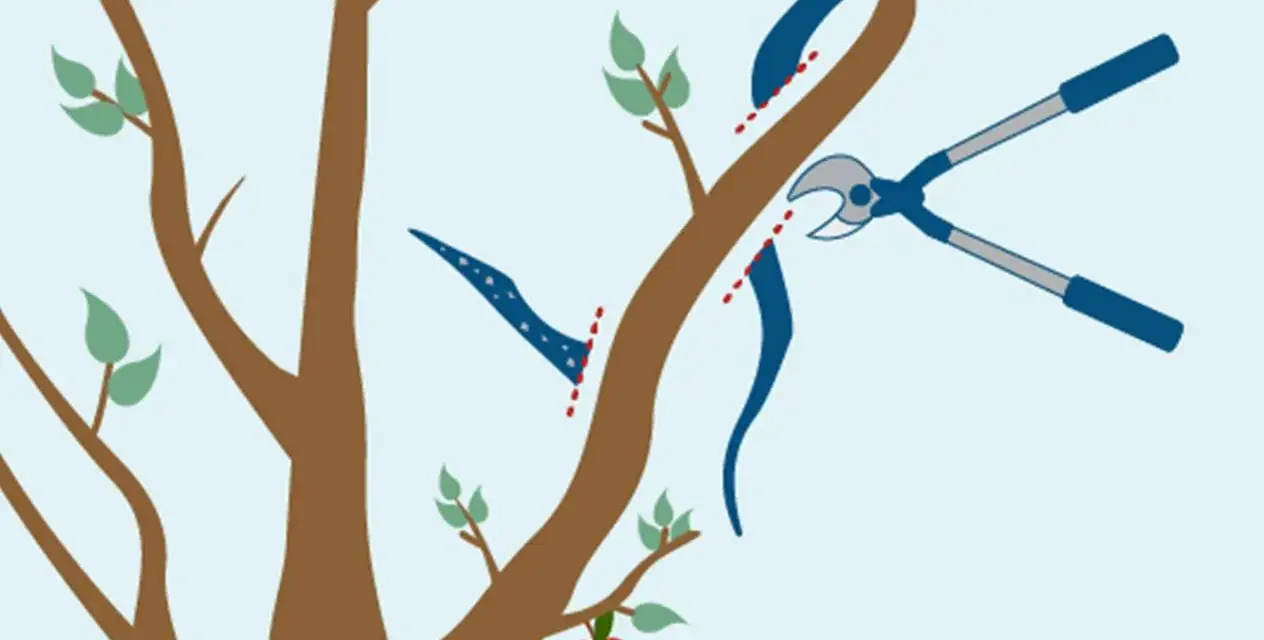Illustration visar hur man beskär äppelträd hårt med sekatör. En gren klipps av nära stammen.