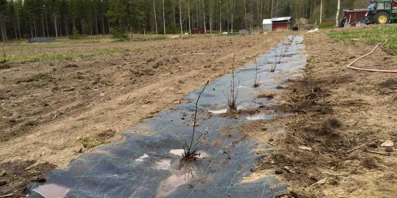 Nyplanterad aronia buske rad på markduk i ett fält. Traktor och byggnader syns i bakgrunden.
