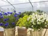 Blåklint, gul alchemilla och vita prästkragar i hinkar, redo att bli direktså sommarblommor.