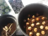 Dahlior och gladioluslökar redo för plantering. Snön ligger kvar, men våren är på väg och snart blir det doftlilja plantera.