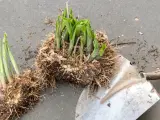 Hosta-plantor med rötter och en spade, redo att dela perenner för att ge nytt liv åt trädgården.