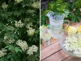 Fläderblommor redo att plockas för att beskära fläder och göra saft. En karaff med dryck och citroner står redo.