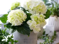 En bukett med vita hortensior i en grå kruka, med gröna blad och en slinga av murgröna. Liknar en primula obconica i sin fluffiga form.