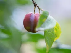 En ensam, mörkröd plommon hänger på en gren, kanske en av de gamla plommonsorter som ger en smak av svunna tider.