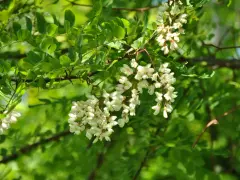 Vackra klasar med akacia blomma hänger från en gren, omgivna av gröna blad och solljus.