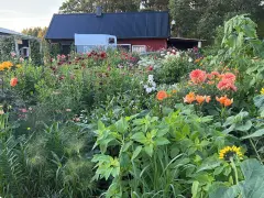 En lummig trädgård med en mängd blommor, inklusive dahlia hybrid i olika färger, solrosor och liljor. Bakom syns röda och svarta hus.