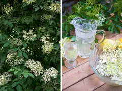 Fläderblommor redo att plockas för att beskära fläder och göra saft. En karaff med dryck och citroner står redo.