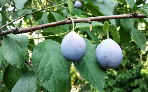 Två lila plommon hänger på en gren. Det är dags att beskära plommonträd för att ge plats åt nya frukter.