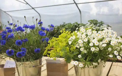 Blåklint, gul alchemilla och vita prästkragar i hinkar, redo att bli direktså sommarblommor.