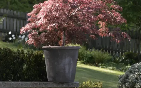 En vacker acer palmatum i kruka, med sina djupröda blad som kontrasterar mot den gröna trädgården.