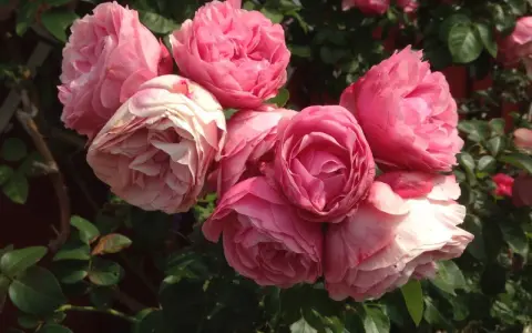 En bukett av rosa rosor, som Constance Spry, blommar i solljus.