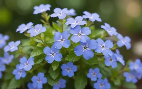 En klunga av små, ljusblå blommor med mörkare mitt. Dessa blyblomma sticklingar är redo att planteras för att skapa en vacker rabatt.