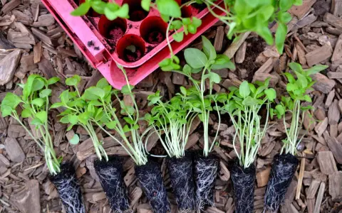 Små plantor av persilja i kruka, redo att planteras ut. De har fina rötter och gröna blad.