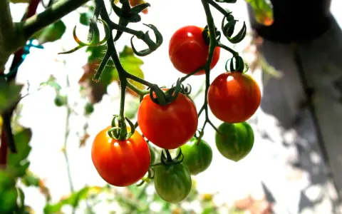 Busktomater i kruka hänger mogna och gröna. Solen lyser på de röda tomaterna som snart är redo att skördas.