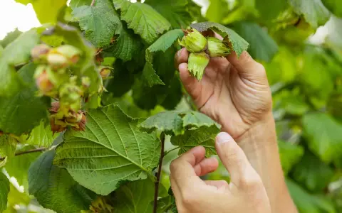 Händer plockar omogna nötter från en rödbladig hasselbuske. Gröna blad och nötter i fokus.