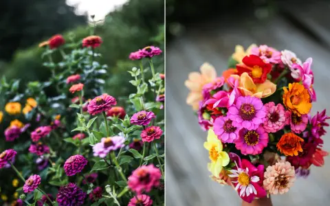 En bukett med färgglada zinnia elegans blommor, med rosa, orange, gula och röda nyanser. Till vänster syns en rabatt med fler zinnia.