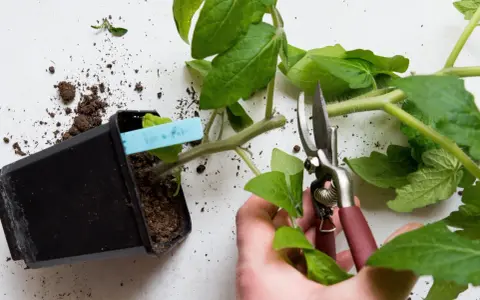 En hand beskär en liten tomatplanta med sekatör. Jord ligger utspridd runt krukan.