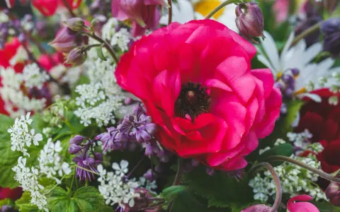 En stor, ceriserosa ranunkel i kruka omgiven av små vita blommor och lila blomknoppar.