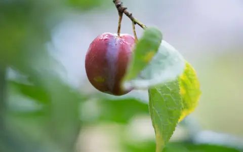 En ensam, mörkröd plommon hänger på en gren, kanske en av de gamla plommonsorter som ger en smak av svunna tider.