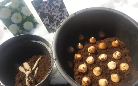 Dahlior och gladioluslökar redo för plantering. Snön ligger kvar, men våren är på väg och snart blir det doftlilja plantera.